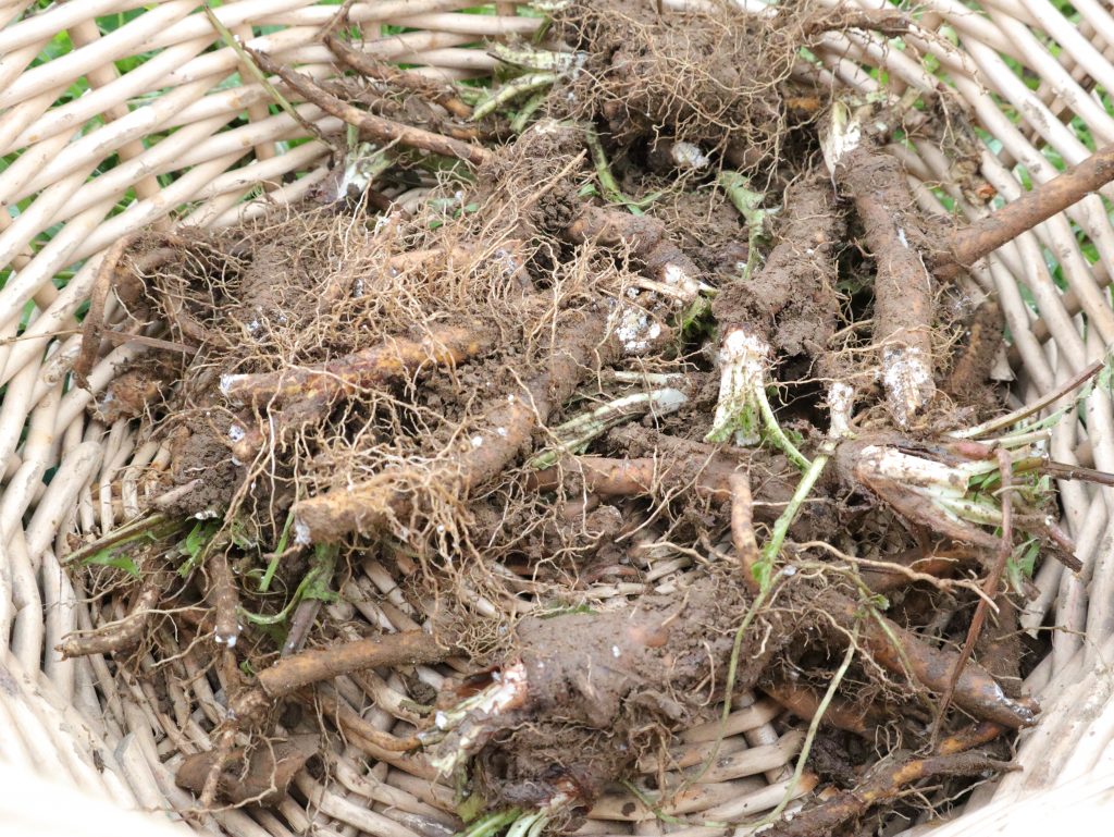 basket of freshly dug dandelion roots