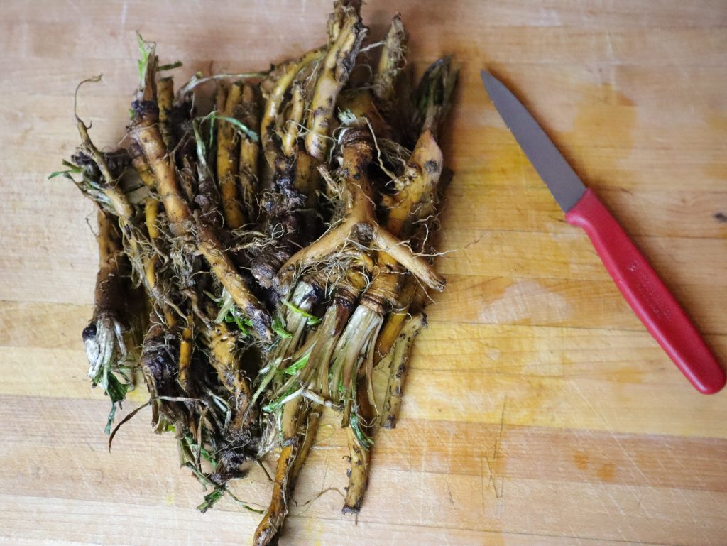 dandelion roots and knife on a cutting board