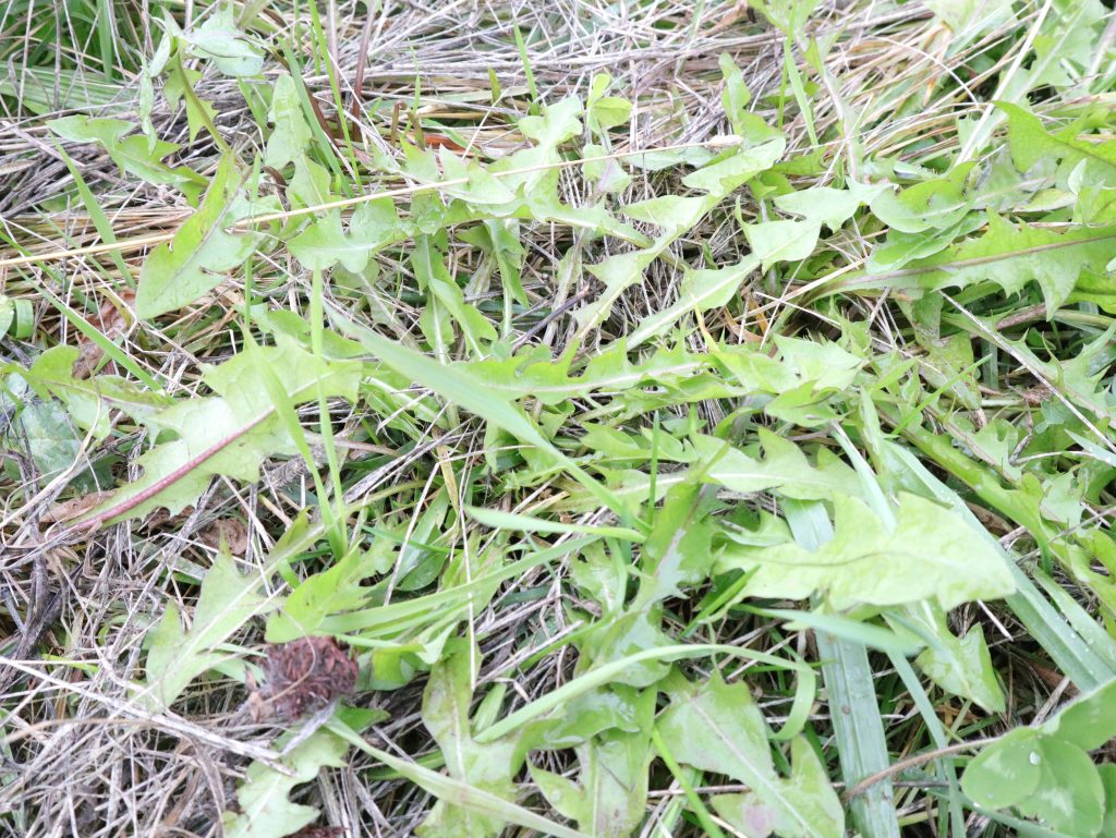 green dandelion plant outdoors on lawn