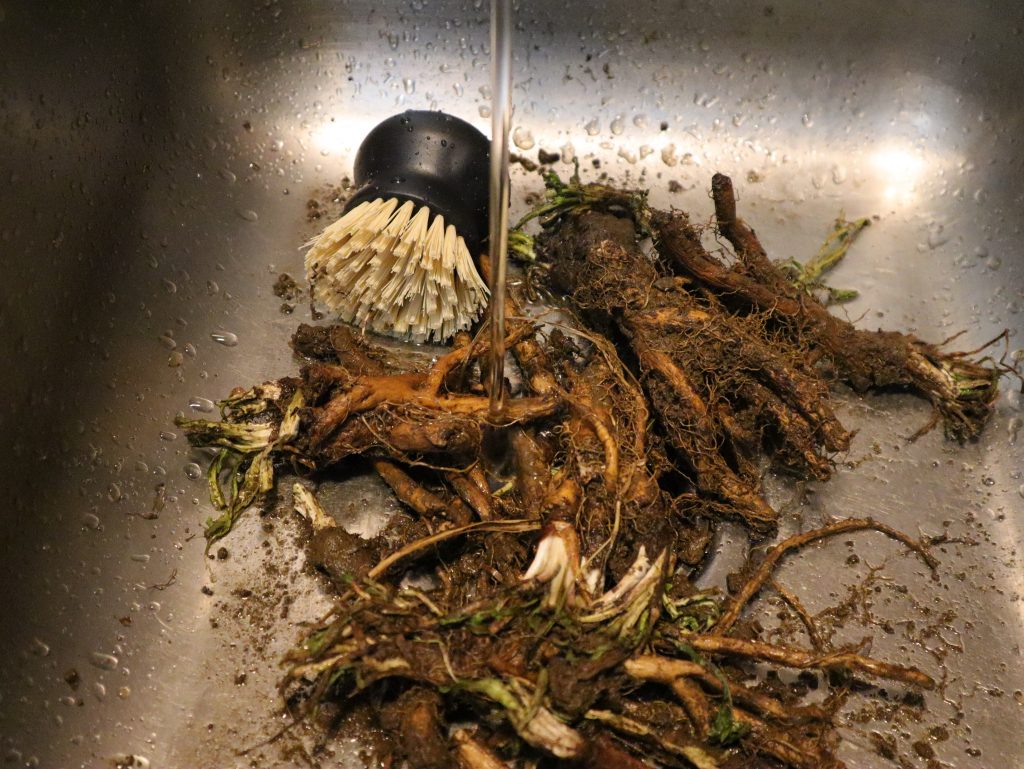 Roots being washed in a kitchen sink