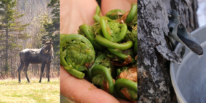 moose, fiddleheads and maple sap